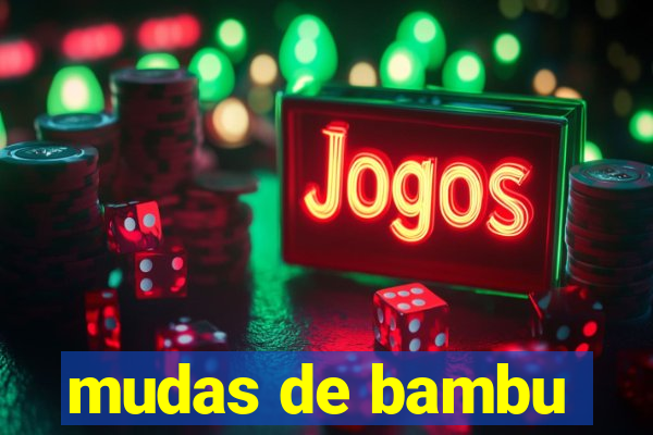 mudas de bambu